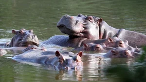Incredible Wildlife: Discovering Animals That Thrive in the World's Most Extreme Environments - image 6