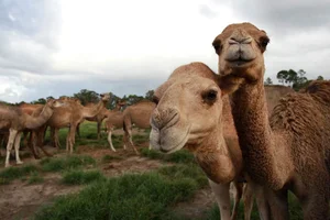 Incredible Wildlife: Discovering Animals That Thrive in the World's Most Extreme Environments - image 0