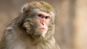 Incredible Wildlife: Discovering Animals That Thrive in the World's Most Extreme Environments - image 7