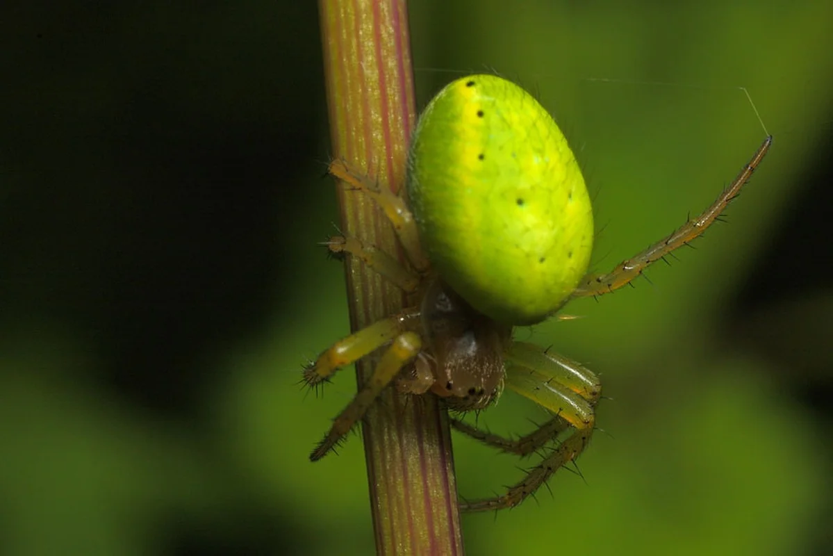 Bizarre Mini Watermelons Found in the Wild: Toxic Creeping Cucumbers