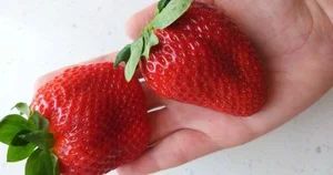 Bijin-Hime: The $350 'Beautiful Princess' Strawberry That Everyone Wants - image 6