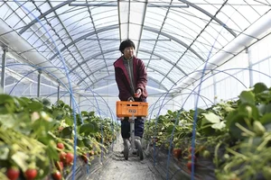 Bijin-Hime: The $350 'Beautiful Princess' Strawberry That Everyone Wants - image 7