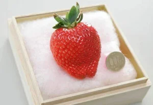 Bijin-Hime: The $350 'Beautiful Princess' Strawberry That Everyone Wants - image 9