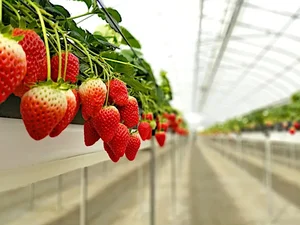 Bijin-Hime: The $350 'Beautiful Princess' Strawberry That Everyone Wants - image 5