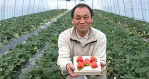 Bijin-Hime: The $350 'Beautiful Princess' Strawberry That Everyone Wants - image 8