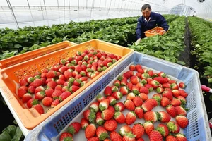 Bijin-Hime: The $350 'Beautiful Princess' Strawberry That Everyone Wants - image 2