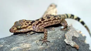 Discover the Rare Mountain Delicacy of Ba Den Mountain Worth Millions - image 7