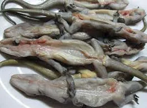 Discover the Rare Mountain Delicacy of Ba Den Mountain Worth Millions - image 2