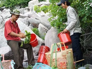 Discover the Rare Mountain Delicacy of Ba Den Mountain Worth Millions - image 5