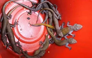 Discover the Rare Mountain Delicacy of Ba Den Mountain Worth Millions - image 8
