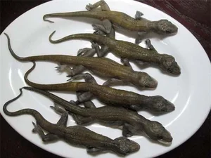 Discover the Rare Mountain Delicacy of Ba Den Mountain Worth Millions - image 6