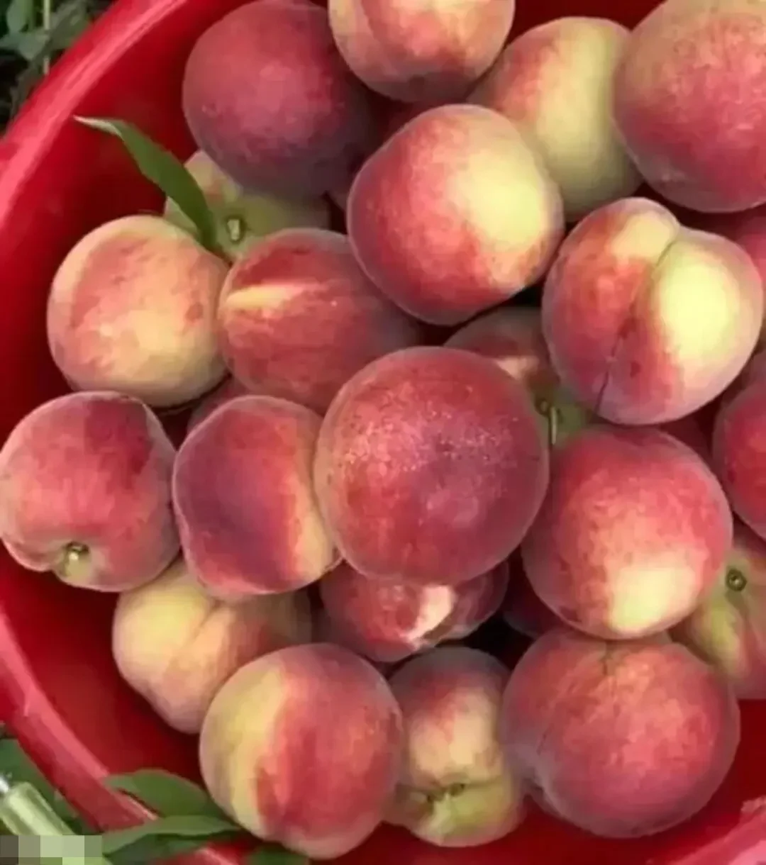 Fruit Selection Secrets: Should You Choose Peaches with Pointed or Round Heads?