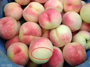 Fruit Selection Secrets: Should You Choose Peaches with Pointed or Round Heads? - image 6