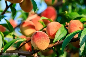 Fruit Selection Secrets: Should You Choose Peaches with Pointed or Round Heads? - image 3