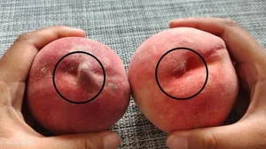 Fruit Selection Secrets: Should You Choose Peaches with Pointed or Round Heads? - image 2