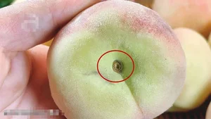 Fruit Selection Secrets: Should You Choose Peaches with Pointed or Round Heads? - image 1