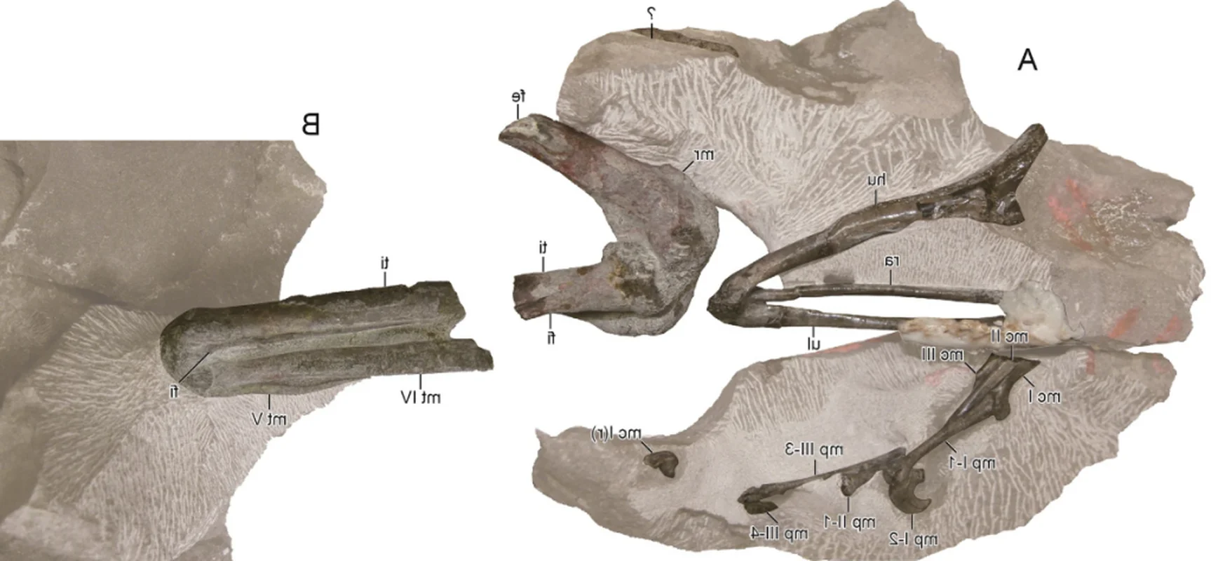 Discovering the 'Sleeping Hunter': A Groundbreaking Revelation in the World of Paleontology