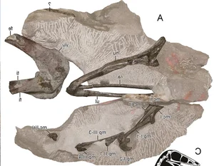 Discovering the 'Sleeping Hunter': A Groundbreaking Revelation in the World of Paleontology - image 2
