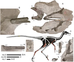 Discovering the 'Sleeping Hunter': A Groundbreaking Revelation in the World of Paleontology - image 6