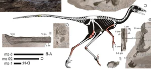 Discovering the 'Sleeping Hunter': A Groundbreaking Revelation in the World of Paleontology - image 5