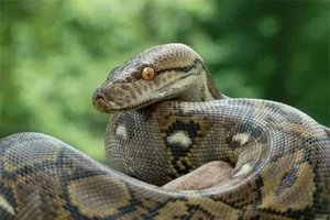 Nature’s Deadliest Dates: Animals That Eat Their Partners After Mating - image 0