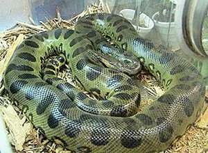Nature’s Deadliest Dates: Animals That Eat Their Partners After Mating - image 8