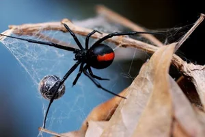 Nature’s Deadliest Dates: Animals That Eat Their Partners After Mating - image 7