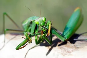 Nature’s Deadliest Dates: Animals That Eat Their Partners After Mating - image 5
