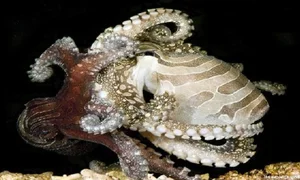 Nature’s Deadliest Dates: Animals That Eat Their Partners After Mating - image 3