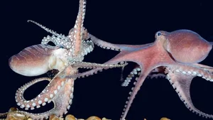 Nature’s Deadliest Dates: Animals That Eat Their Partners After Mating - image 6