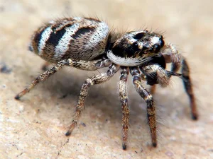 Nature’s Deadliest Dates: Animals That Eat Their Partners After Mating - image 1