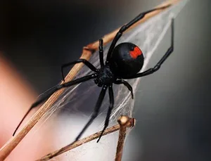 Nature’s Deadliest Dates: Animals That Eat Their Partners After Mating - image 2