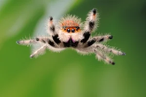 Nature’s Deadliest Dates: Animals That Eat Their Partners After Mating - image 9