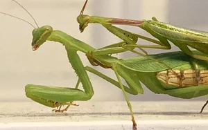 Nature’s Deadliest Dates: Animals That Eat Their Partners After Mating - image 4