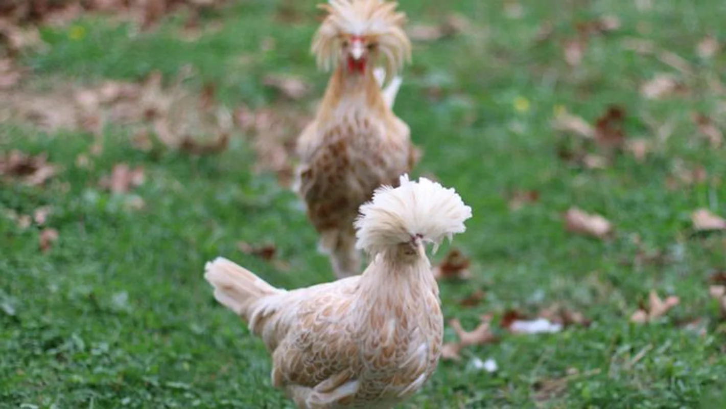 The Rise of Exotic Polish Crested Chickens in Vietnam
