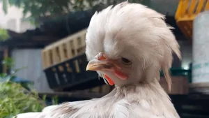 The Rise of Exotic Polish Crested Chickens in Vietnam - image 4