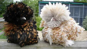 The Rise of Exotic Polish Crested Chickens in Vietnam - image 2