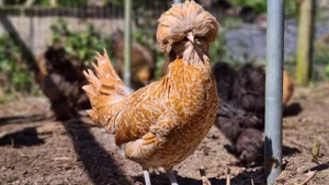 The Rise of Exotic Polish Crested Chickens in Vietnam - image 5