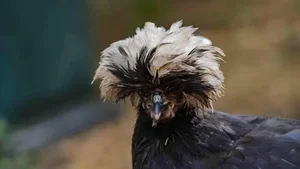 The Rise of Exotic Polish Crested Chickens in Vietnam - image 1