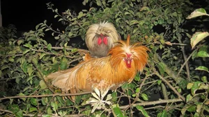 The Rise of Exotic Polish Crested Chickens in Vietnam - image 8