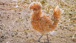 The Rise of Exotic Polish Crested Chickens in Vietnam - image 3