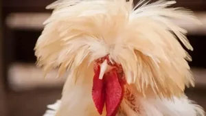 The Rise of Exotic Polish Crested Chickens in Vietnam - image 6