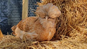 The Rise of Exotic Polish Crested Chickens in Vietnam - image 7