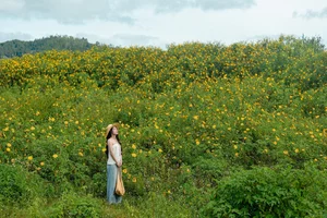 Discovering the Golden Wild Sunflower Season at Da Lat's Historic Cam Ly Airport - image 9