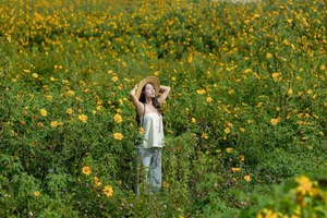 Discovering the Golden Wild Sunflower Season at Da Lat's Historic Cam Ly Airport - image 2