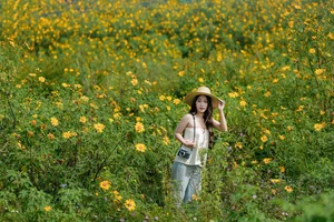 Discovering the Golden Wild Sunflower Season at Da Lat's Historic Cam Ly Airport - image 3