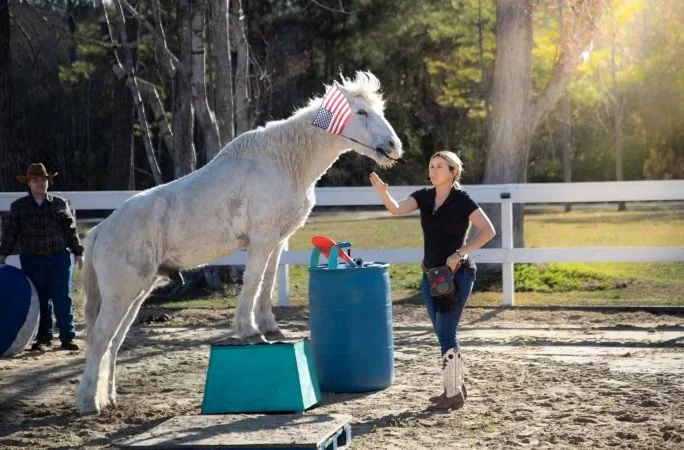 North Carolina's Multi-Talented Horse Sets Incredible New Guinness World Record