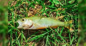 The Mystery of Fish Rain: Experts Explain the Bizarre Phenomenon - image 0