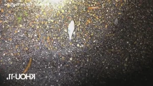 The Mystery of Fish Rain: Experts Explain the Bizarre Phenomenon - image 2