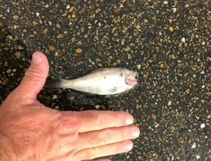 The Mystery of Fish Rain: Experts Explain the Bizarre Phenomenon - image 3